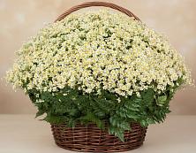 Цветочная композиция из Ромашки в корзине #REPLACE_PRED# Мамоново Одинцовского района