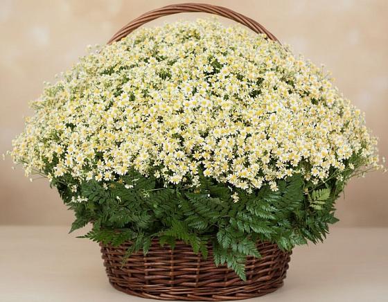 Цветочная композиция из Ромашки в корзине в Мамоново Одинцовского района